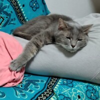 ももいろみるく