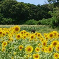 たんでらいおん