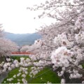 地元民御用達！圧巻の桜景色　我がまちを流れる2つの川＜竹馬川＞と＜貫川＞【北九州市小倉南区】